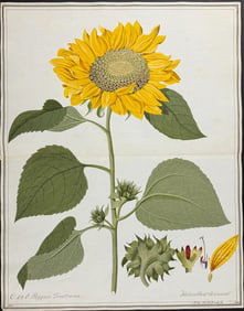 Original Watercolor of Sunflower - Helianthus Annuus after Ledel for Miller (according to Linnaeus