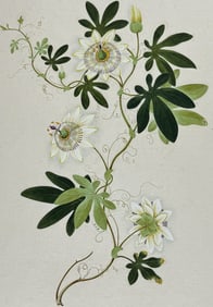 Original Watercolor of Clematis or Passion Flower