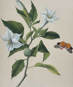 Original Watercolor of Moth & Thornapple Flowers