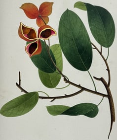 Original Watercolor of Chinese Chestnut or Peanut Tree