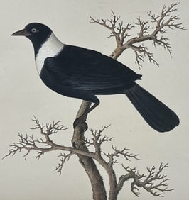 Original Watercolor of Magpie