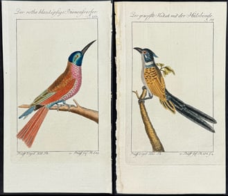 Buffon - 12 Bird Engravings (Bee-Eaters)