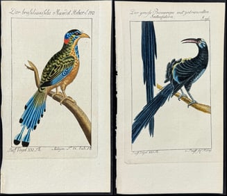 Buffon - 8 Bird Engravings (Motmot, Kingfisher, Hoopoe)