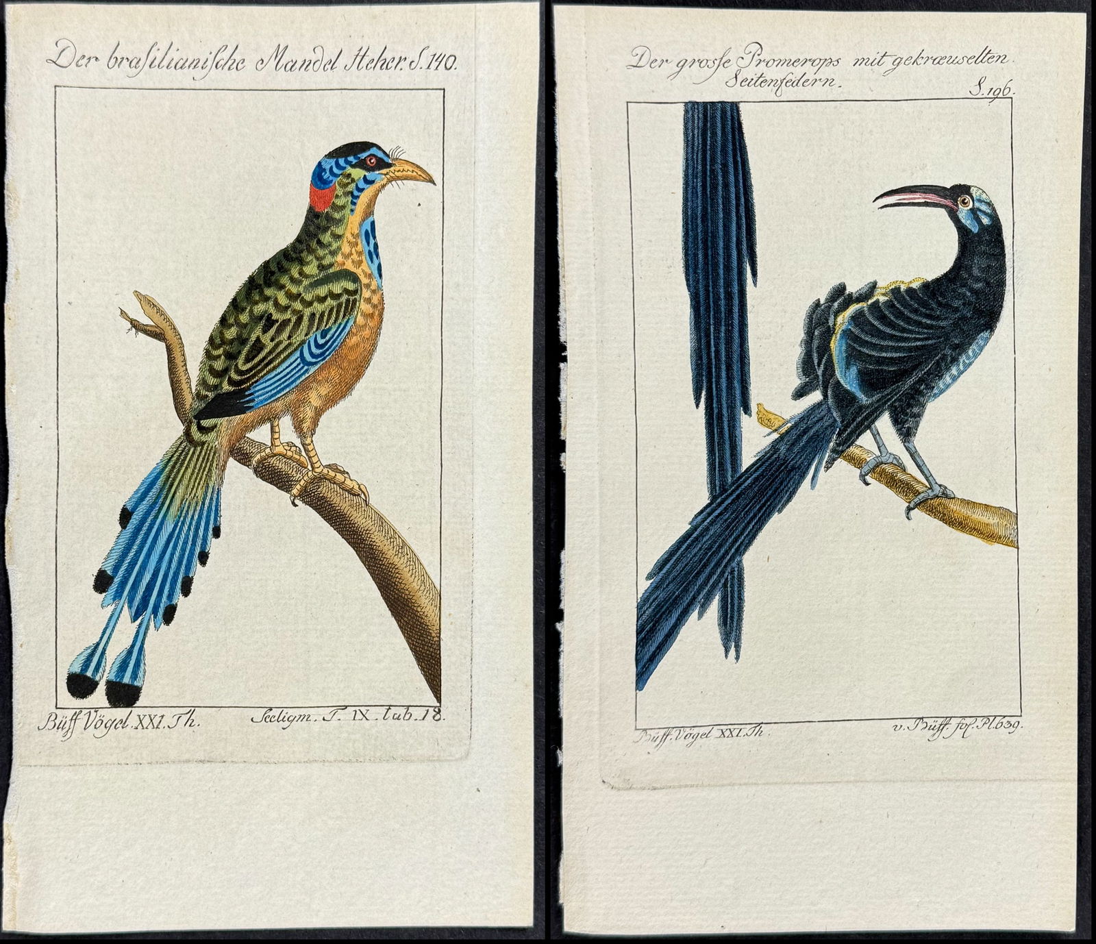 Buffon - 8 Bird Engravings (Motmot, Kingfisher, Hoopoe) (1 of 9)