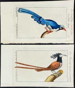 Buffon - 7 Bird Engravings (Cuckoo & Promerops)