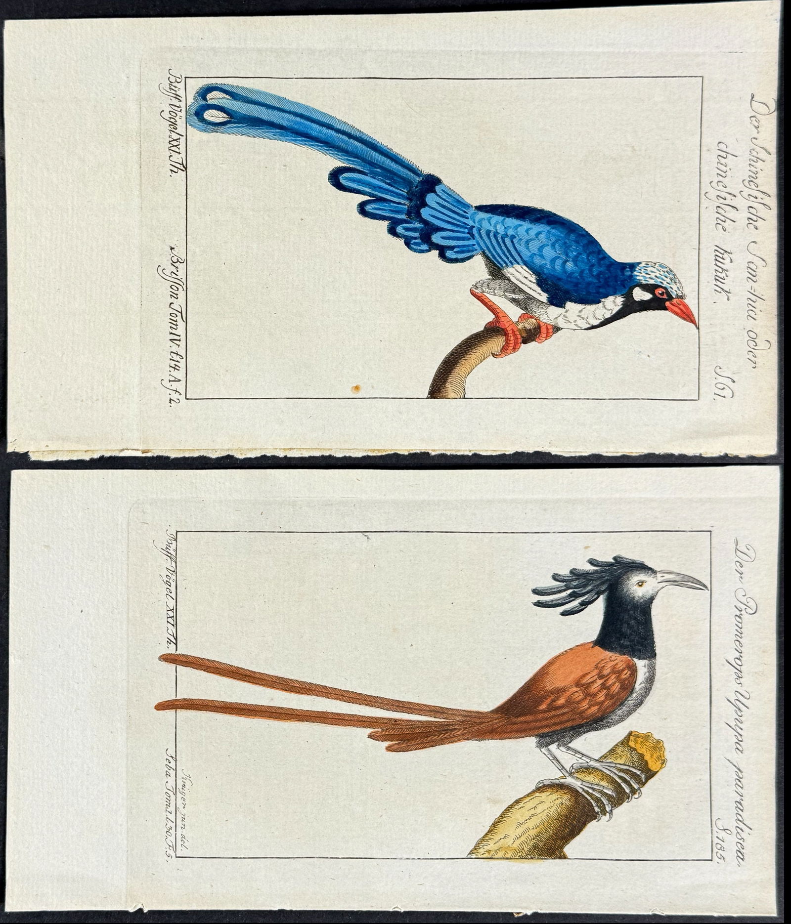 Buffon - 7 Bird Engravings (Cuckoo & Promerops) (1 of 8)