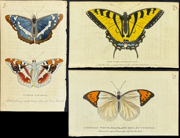 Naturalist's Pocket Magazine - 6 Butterfly Engravings