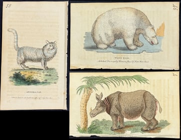 Naturalist's Pocket Magazine - 10 Quadruped Engravings (Bison, Polar Bear, Cats, Hippopotamus,