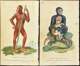 Naturalist's Pocket Magazine - 4 Engravings of Monkey, Lemur, or Primates