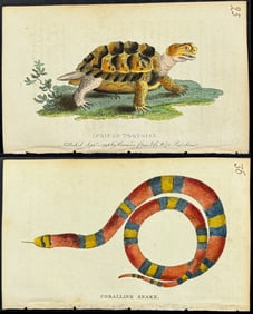 Naturalist's Pocket Magazine - 5 Reptile Engravings (Turtle, Snake, Lizard)