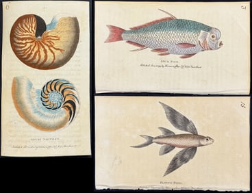 Naturalist's Pocket Magazine - 9 Sea Life Engravings