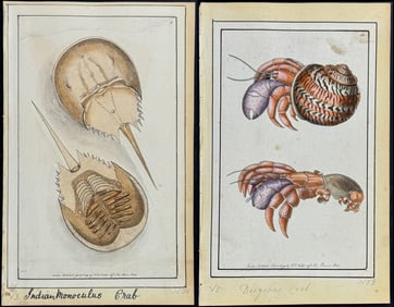 Nodder - 24 Sea Life Watercolors