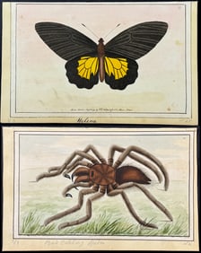 Nodder - 22 Insect,  Botanical, & Reptile Watercolors