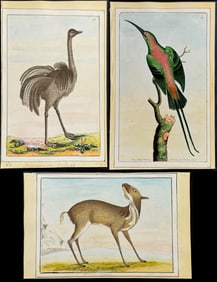 Nodder - 28 Bird & Quadruped Watercolors