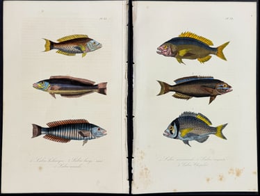 Lacepede - 6 Fish Engravings