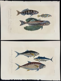 Lacepede - 4 Fish Engravings (Tuna, Flying Fish)