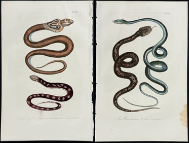 Lacepede - 7 Snake Engravings