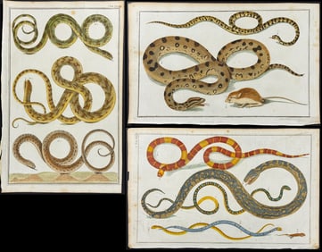 Seba - 5 Snake Engravings