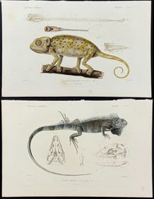 Cuvier - Pair of Reptile Engravings: Iguana & Chameleon