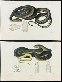 Cuvier - Pair of Snake Engravings