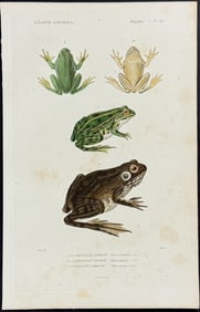 Cuvier - Frogs or Toads. 37