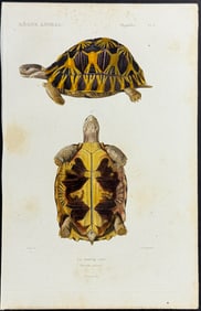 Cuvier - Turtle or Tortoise. 3