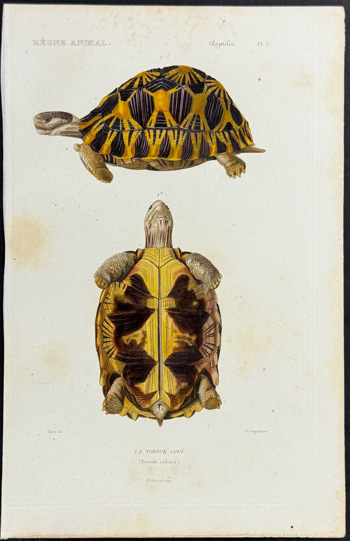 Cuvier - Turtle or Tortoise. 3 (1 of 1)