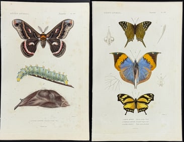 Cuvier - Pair of Butterfly & Moth Engravings