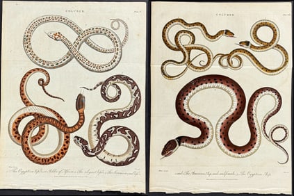 Linnaeus - 4 Engravings of Snakes & Lizard