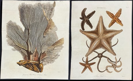 Linnaeus - 9 Sea Life Engravings (Coral, Starfish, Sea Urchin)