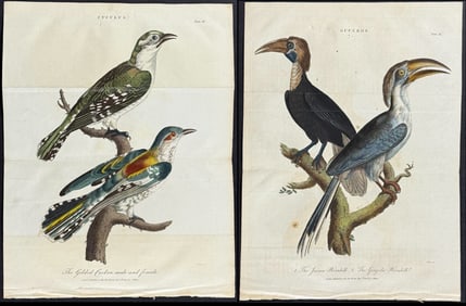 Linnaeus - 7 Bird Engravings