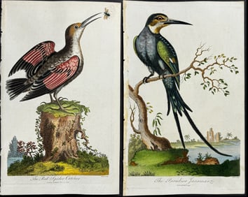 Linnaeus - Pair of Bird Engravings: Red Spider Catcher & Paradise Jacamar
