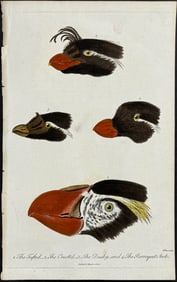 Linnaeus - Auk Heads: Tufted, Crested, Dusky, and Parroquet Awks
