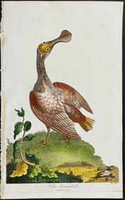 Linnaeus - Spoonbill