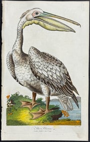 Linnaeus - Pelican