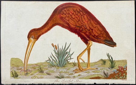 Linnaeus - Scarlet Ibis