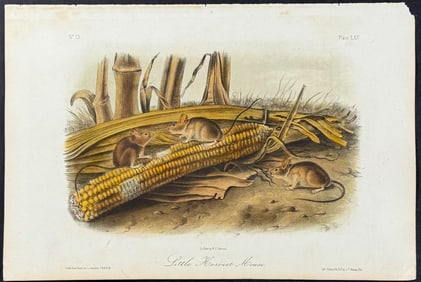 Audubon - Little Harvest Mouse. 65