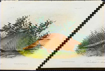 Audubon - Nine-banded Armadillo. 146