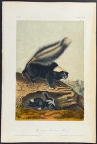Audubon - Common American Skunk. 42