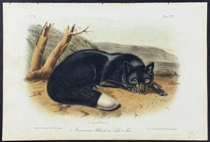 Audubon - American Black or Silver Fox. 116
