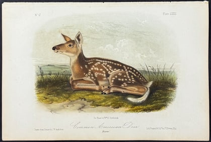 Audubon - Common American Deer. 81