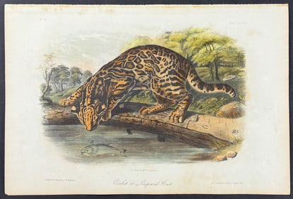 Audubon - Ocelot or Leopard Cat. 86