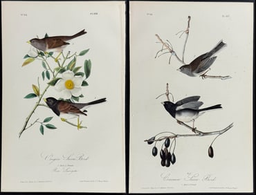 Audubon - Pair of Snow Bird Lithographs