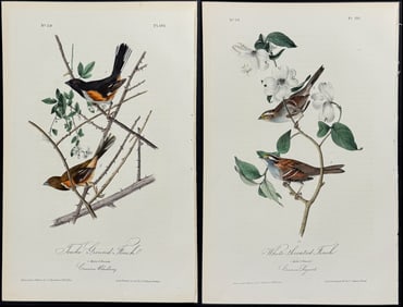 Audubon - 5 Finch Lithographs