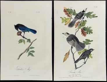 Audubon - 3 Jay Lithographs