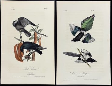 Audubon - 4 Crow & Magpie Lithographs