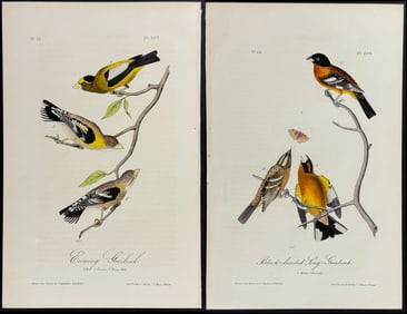 Audubon - Pair of Grosbeak Lithographs