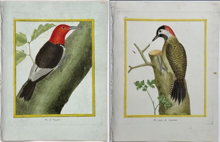 Martinet & Buffon - Pair of Woodpecker Engravings