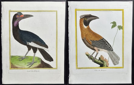 Martinet & Buffon - Pair of Hornbill Engravings