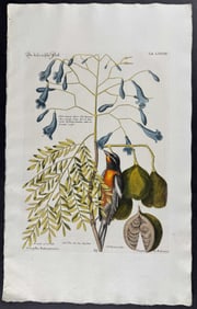 Seligmann after Catesby - Bahama Finch